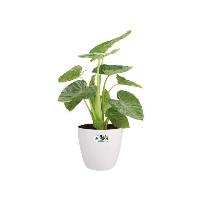 brussels rond wielen 40cm wit